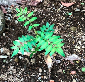 山椒の苗