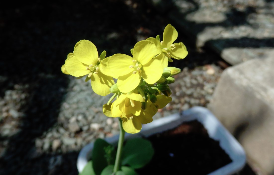 チンゲンサイの花が咲きました（他にもいくつか咲きました）　チンゲンサイの花