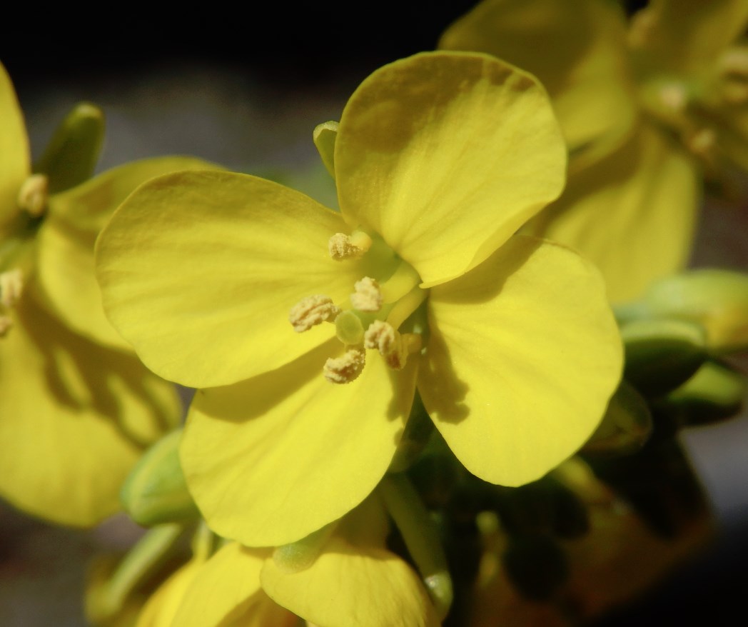 チンゲンサイの花が咲きました（他にもいくつか咲きました）　チンゲンサイの花　接写