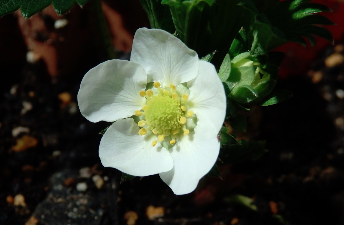 チンゲンサイの花が咲きました（他にもいくつか咲きました）　イチゴの花