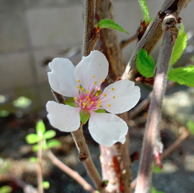 チンゲンサイの花が咲きました（他にもいくつか咲きました）　ユスラウメの花