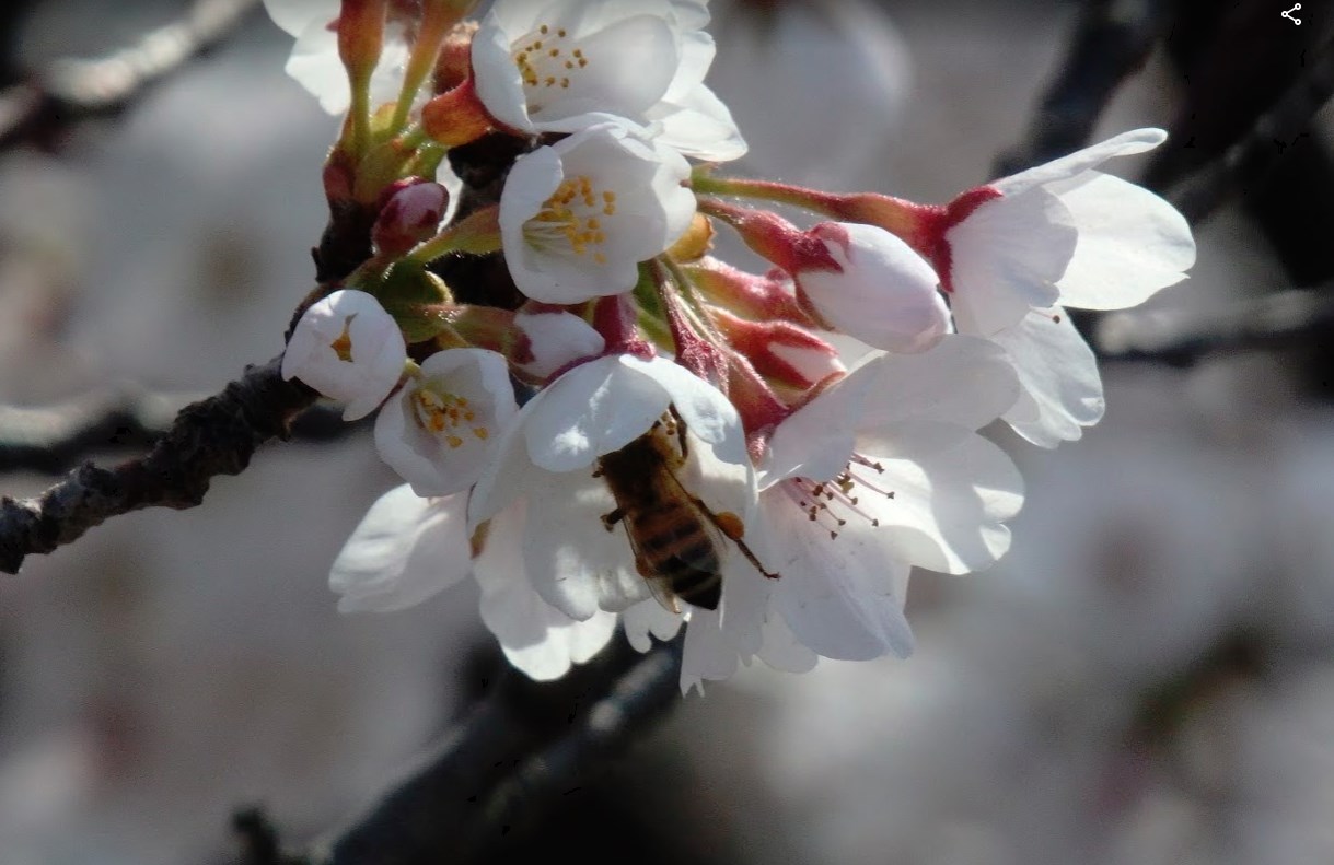 チンゲンサイの花が咲きました（他にもいくつか咲きました）　サクラの花とミツバチ