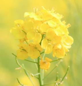 チンゲンサイの花が咲きました（他にもいくつか咲きました）　菜の花