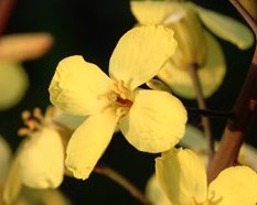 チンゲンサイの花が咲きました（他にもいくつか咲きました）　キャベツの花