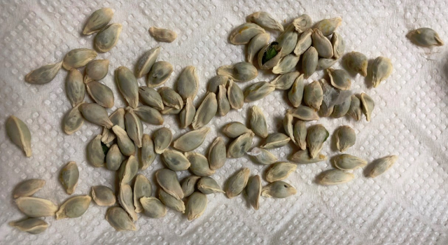 実生のキンカンを育ててみる　その1　タネを手に入れよう　メネデールに浸して乾かしたタネ