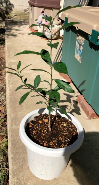 実生のキンカンを育ててみる　その1　タネを手に入れよう　実生のキンカン4年目