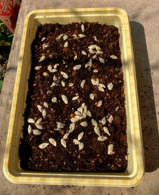 実生のキンカンを育ててみる　その2　タネをまいた　器に土とタネをまいた