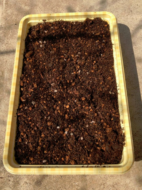 実生のキンカンを育ててみる　その2　タネをまいた　器とタネに土をかぶせた