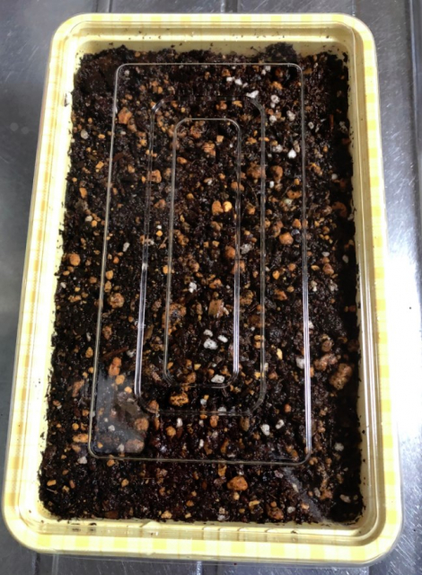 実生のキンカンを育ててみる　その2　タネをまいた　水をやった