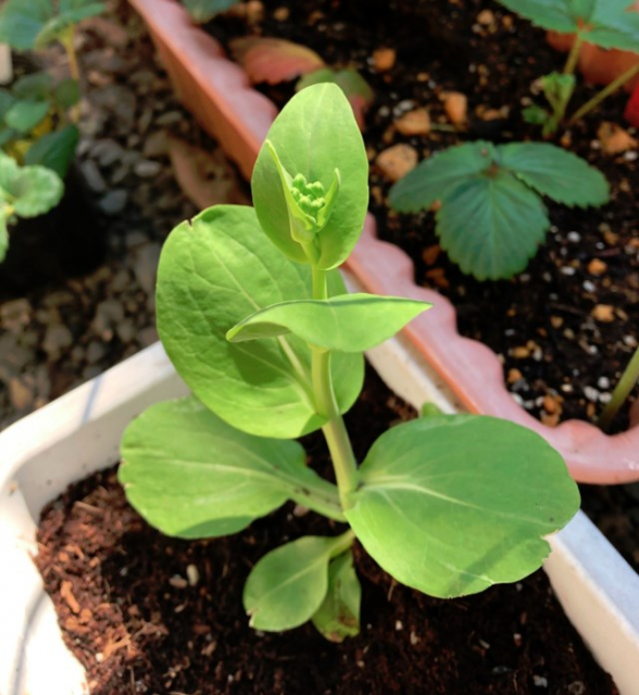 実生のキンカンを育ててみる　その2　タネをまいた　チンゲンサイのつぼみ