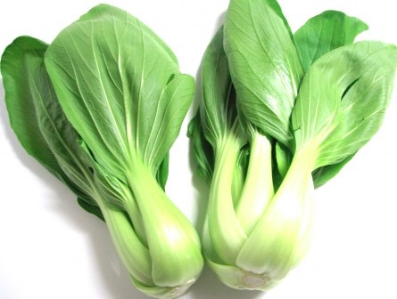 実生のキンカンを育ててみる　その2　タネをまいた　チンゲンサイ