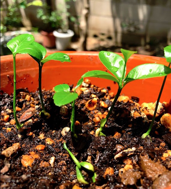 実生のキンカンを育ててみる　その4　鉢に植え替え＆ユスラウメの実-1
