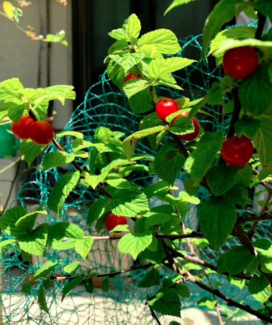 実生のキンカンを育ててみる　その4　鉢に植え替え＆ユスラウメの実-2
