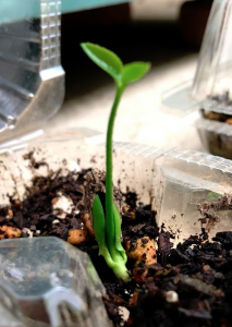 実生のキンカンを育ててみる　その5　新たに芽が出た＆桜（ソメイヨシノ）の挿し木をやってみた-1