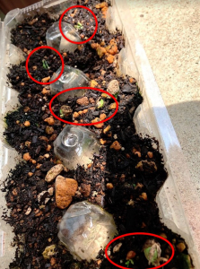 実生のキンカンを育ててみる　その5　新たに芽が出た＆桜（ソメイヨシノ）の挿し木をやってみた-2