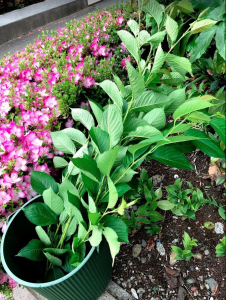 実生のキンカンを育ててみる　その5　新たに芽が出た＆桜（ソメイヨシノ）の挿し木をやってみた-3