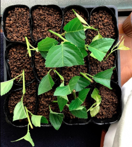 実生のキンカンを育ててみる　その5　新たに芽が出た＆桜（ソメイヨシノ）の挿し木をやってみた-4
