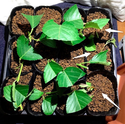 実生のキンカンを育ててみる　その6　桜（ソメイヨシノ）の挿し木のその後-1