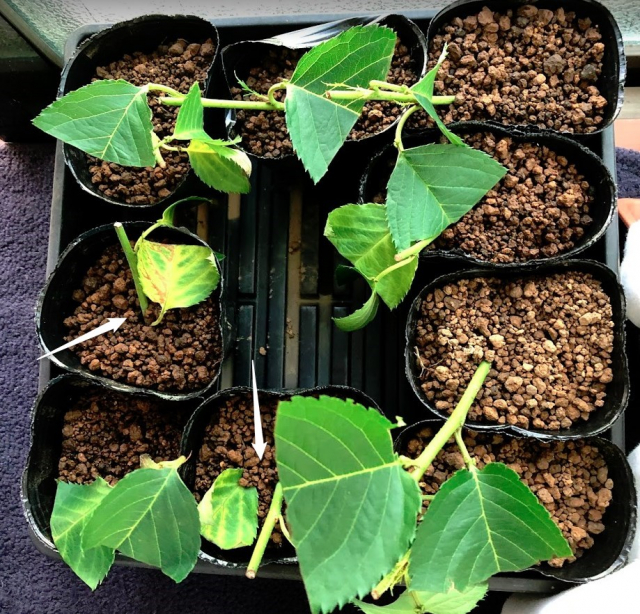 実生のキンカンを育ててみる　その6　桜（ソメイヨシノ）の挿し木のその後-2