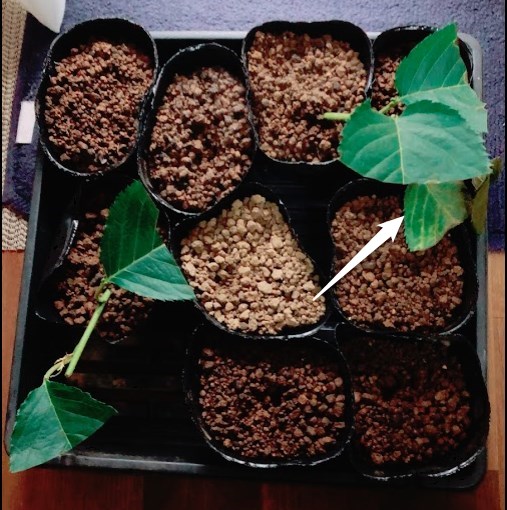 実生のキンカンを育ててみる　その6　桜（ソメイヨシノ）の挿し木のその後-3