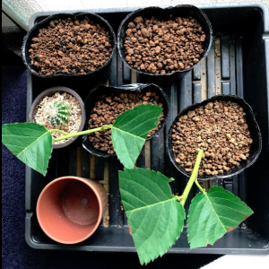 実生のキンカンを育ててみる　その7　桜（ソメイヨシノ）の挿し木のその後のその後　7月6日