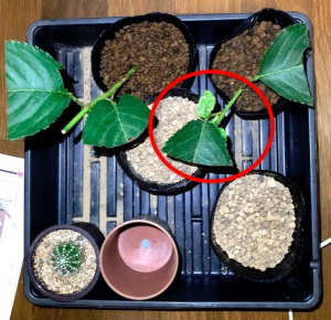 実生のキンカンを育ててみる　その7　桜（ソメイヨシノ）の挿し木のその後のその後　7月31日