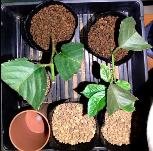 実生のキンカンを育ててみる　その7　桜（ソメイヨシノ）の挿し木のその後のその後　8月18日