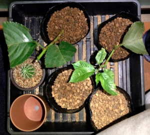 実生のキンカンを育ててみる　その7　桜（ソメイヨシノ）の挿し木のその後のその後　8月31日