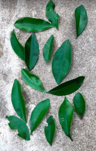 実生のキンカンを育ててみる　その7　桜（ソメイヨシノ）の挿し木のその後のその後　キンカンの葉と幼虫