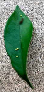 実生のキンカンを育ててみる　その7　桜（ソメイヨシノ）の挿し木のその後のその後　キンカンの葉と卵