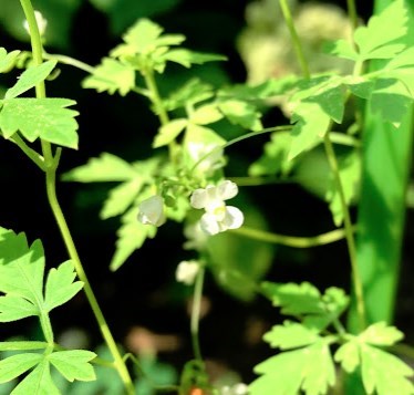実生のキンカンを育ててみる　その7　桜（ソメイヨシノ）の挿し木のその後のその後　フウセンカズラの花