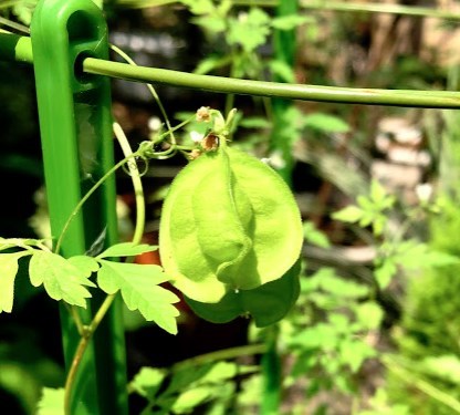 実生のキンカンを育ててみる　その7　桜（ソメイヨシノ）の挿し木のその後のその後　フウセンカズラの風船