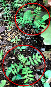 実生のキンカンを育ててみる　その7　桜（ソメイヨシノ）の挿し木のその後のその後　山椒