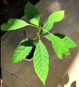 実生のアボガド