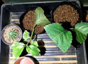 桜（ソメイヨシノ）を増やすのに挿し木をやってみた　経過その3　9月8日