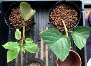 桜（ソメイヨシノ）を増やすのに挿し木をやってみた　経過その3　9月22日