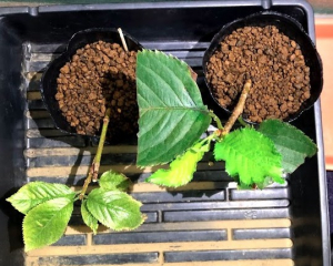 桜（ソメイヨシノ）を増やすのに挿し木をやってみた　経過その3　10月4日