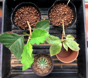 桜（ソメイヨシノ）を増やすのに挿し木をやってみた　経過その3　10月11日