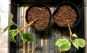 桜（ソメイヨシノ）を増やすのに挿し木をやってみた　経過その3　11月7日