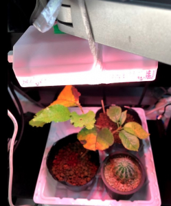 桜（ソメイヨシノ）を増やすのに挿し木をやってみた　経過その3　LEDライト設置