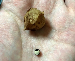 フウセンカズラの種