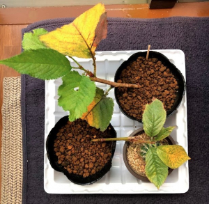 桜（ソメイヨシノ）を増やすのに挿し木をやってみた　経過その3　LEDライト照射後