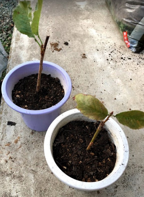 桜（ソメイヨシノ）を増やすのに挿し木をやってみた　経過その4　植え替え直後