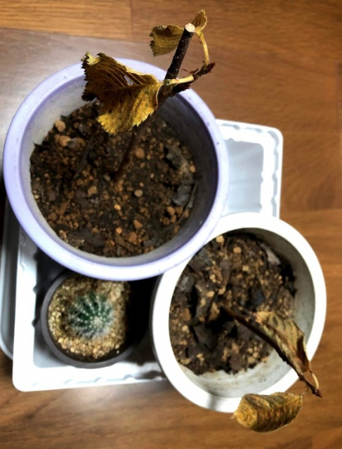 桜（ソメイヨシノ）を増やすのに挿し木をやってみた　経過その4　落葉しそう